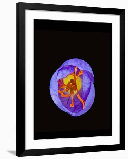 Crocus flower from above, closing in evening-Heather Angel-Framed Photographic Print