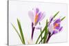 Crocus Flower on White-Anjo Kan-Stretched Canvas