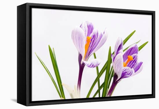 Crocus Flower on White-Anjo Kan-Framed Stretched Canvas