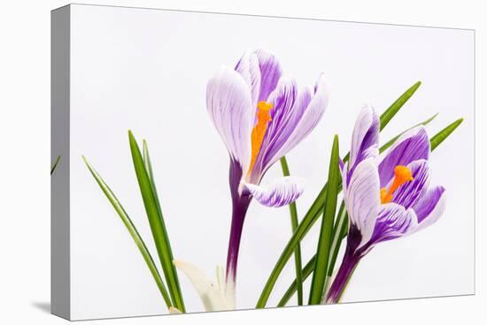 Crocus Flower on White-Anjo Kan-Stretched Canvas