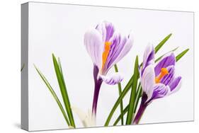 Crocus Flower on White-Anjo Kan-Stretched Canvas