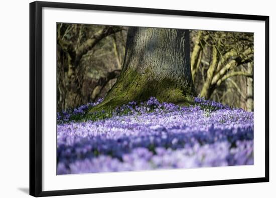 Crocus flowering in Husum Palace Garden, Germany-Kerstin Hinze-Framed Photographic Print