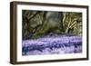 Crocus flowering in Husum Palace Garden, Germany-Kerstin Hinze-Framed Photographic Print