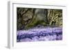 Crocus flowering in Husum Palace Garden, Germany-Kerstin Hinze-Framed Photographic Print