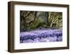 Crocus flowering in Husum Palace Garden, Germany-Kerstin Hinze-Framed Photographic Print