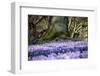 Crocus flowering in Husum Palace Garden, Germany-Kerstin Hinze-Framed Photographic Print