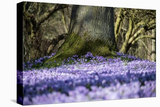 Crocus flowering in Husum Palace Garden, Germany-Kerstin Hinze-Stretched Canvas