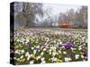 Crocus Flowering in Spring in Hyde Park, Bus on Park Lane in the Background, London, England, UK-Mark Mawson-Stretched Canvas