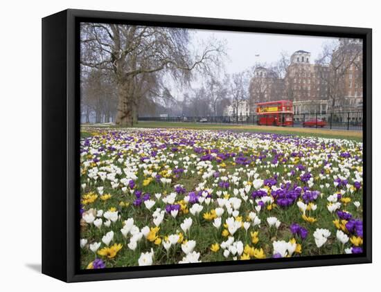 Crocus Flowering in Spring in Hyde Park, Bus on Park Lane in the Background, London, England, UK-Mark Mawson-Framed Stretched Canvas