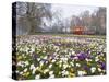 Crocus Flowering in Spring in Hyde Park, Bus on Park Lane in the Background, London, England, UK-Mark Mawson-Stretched Canvas