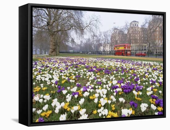 Crocus Flowering in Spring in Hyde Park, Bus on Park Lane in the Background, London, England, UK-Mark Mawson-Framed Stretched Canvas