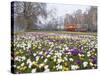 Crocus Flowering in Spring in Hyde Park, Bus on Park Lane in the Background, London, England, UK-Mark Mawson-Stretched Canvas