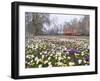 Crocus Flowering in Spring in Hyde Park, Bus on Park Lane in the Background, London, England, UK-Mark Mawson-Framed Premium Photographic Print