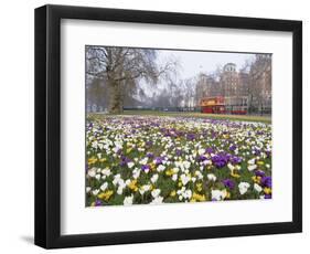 Crocus Flowering in Spring in Hyde Park, Bus on Park Lane in the Background, London, England, UK-Mark Mawson-Framed Photographic Print