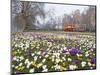 Crocus Flowering in Spring in Hyde Park, Bus on Park Lane in the Background, London, England, UK-Mark Mawson-Mounted Photographic Print