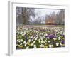 Crocus Flowering in Spring in Hyde Park, Bus on Park Lane in the Background, London, England, UK-Mark Mawson-Framed Photographic Print