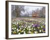 Crocus Flowering in Spring in Hyde Park, Bus on Park Lane in the Background, London, England, UK-Mark Mawson-Framed Photographic Print