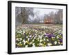 Crocus Flowering in Spring in Hyde Park, Bus on Park Lane in the Background, London, England, UK-Mark Mawson-Framed Photographic Print