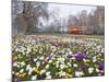 Crocus Flowering in Spring in Hyde Park, Bus on Park Lane in the Background, London, England, UK-Mark Mawson-Mounted Photographic Print