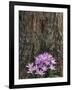 Crocus flowers, Shelbyville, Kentucky, USA-Adam Jones-Framed Photographic Print