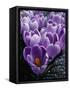 Crocus Flowers-Bill Ross-Framed Stretched Canvas