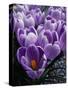 Crocus Flowers-Bill Ross-Stretched Canvas