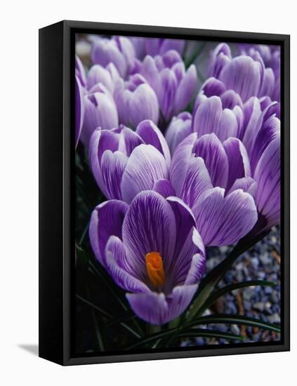 Crocus Flowers-Bill Ross-Framed Stretched Canvas