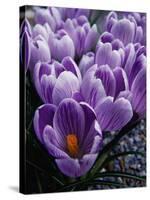 Crocus Flowers-Bill Ross-Stretched Canvas