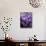 Crocus Flowers-Bill Ross-Stretched Canvas displayed on a wall