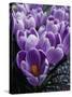 Crocus Flowers-Bill Ross-Stretched Canvas