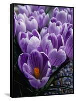 Crocus Flowers-Bill Ross-Framed Stretched Canvas