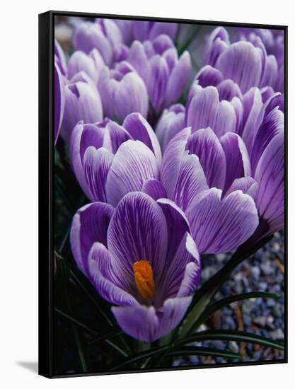 Crocus Flowers-Bill Ross-Framed Stretched Canvas