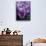 Crocus Flowers-Bill Ross-Stretched Canvas displayed on a wall