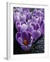 Crocus Flowers-Bill Ross-Framed Premium Photographic Print