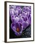 Crocus Flowers-Bill Ross-Framed Premium Photographic Print