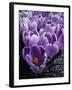 Crocus Flowers-Bill Ross-Framed Premium Photographic Print