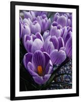 Crocus Flowers-Bill Ross-Framed Premium Photographic Print