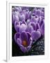 Crocus Flowers-Bill Ross-Framed Photographic Print