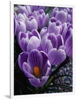 Crocus Flowers-Bill Ross-Framed Photographic Print