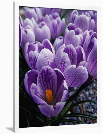 Crocus Flowers-Bill Ross-Framed Photographic Print