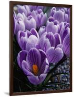 Crocus Flowers-Bill Ross-Framed Photographic Print