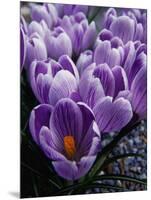 Crocus Flowers-Bill Ross-Mounted Photographic Print