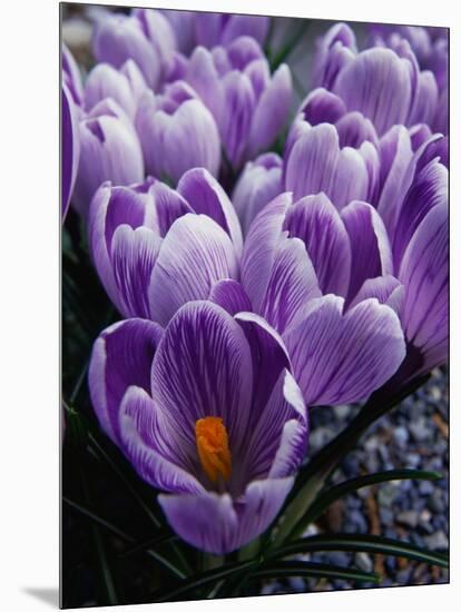 Crocus Flowers-Bill Ross-Mounted Photographic Print