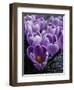 Crocus Flowers-Bill Ross-Framed Photographic Print