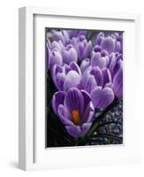 Crocus Flowers-Bill Ross-Framed Photographic Print