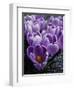 Crocus Flowers-Bill Ross-Framed Photographic Print