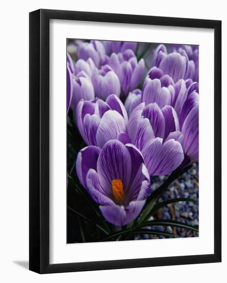 Crocus Flowers-Bill Ross-Framed Photographic Print