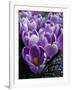 Crocus Flowers-Bill Ross-Framed Photographic Print