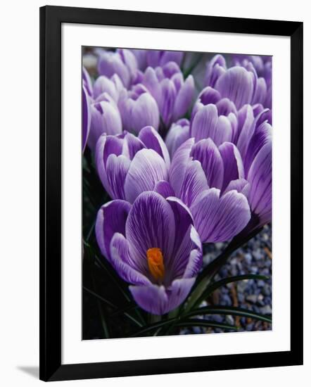 Crocus Flowers-Bill Ross-Framed Photographic Print