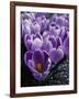 Crocus Flowers-Bill Ross-Framed Photographic Print